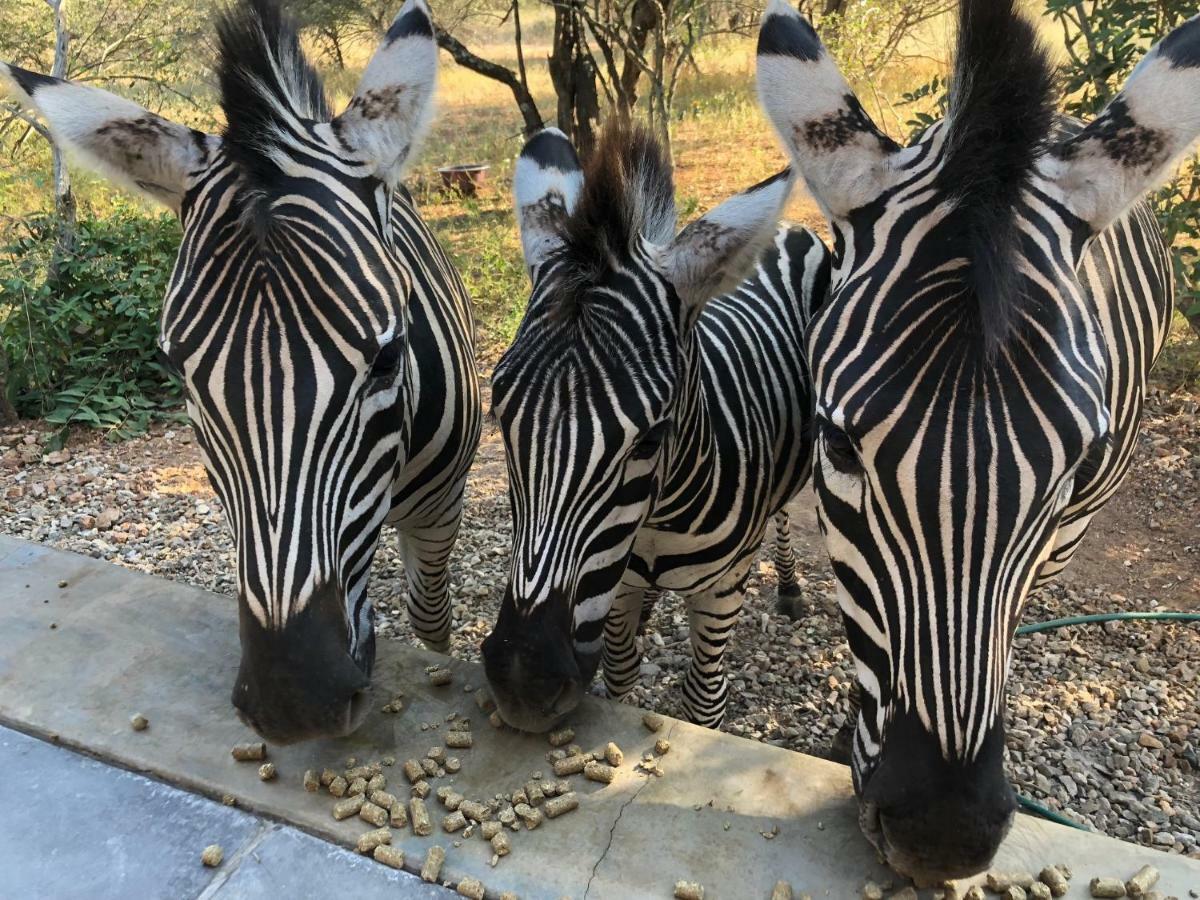 Kruger Willows Marloth Park Esterno foto